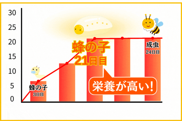 21日目のハチの子